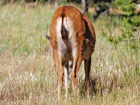 Mule Deer (Odocoileus hemionus)