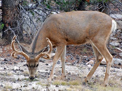 California Mule Deer (Odocoileus hemionus californica)