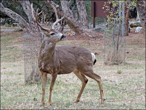 California Mule Deer (Odocoileus hemionus californica)