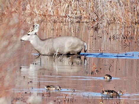 Desert Mule Deer (Odocoileus hemionus crooki)