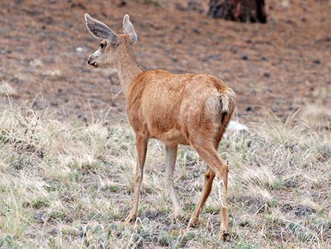 Mule Deer (Odocoileus hemionus)