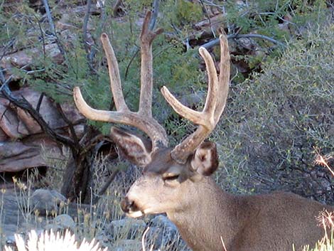 Mule Deer (Odocoileus hemionus)