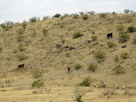 Domestic Cow (Bos taurus)