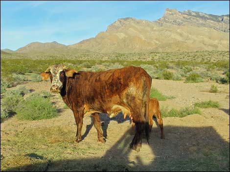 Domestic Cow (Bos taurus)