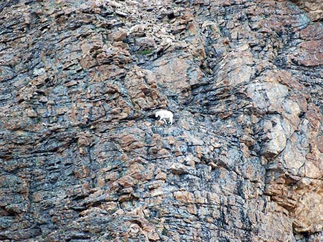 Mountain Goat (Oreamnos americanus)