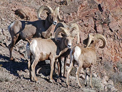 Desert Bighorn Sheep (Ovis canadensis)