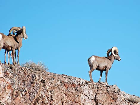 Desert Bighorn Sheep (Ovis canadensis)