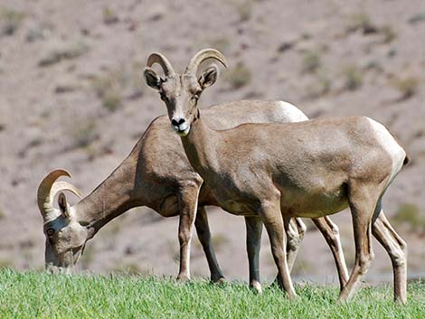 Desert bighorn sheep (Ovis canadensis)