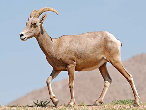 Desert bighorn sheep (Ovis canadensis)