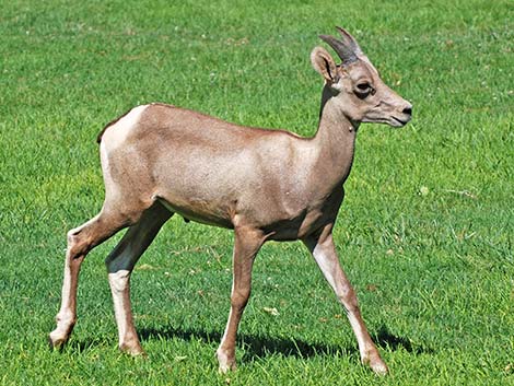 Desert bighorn sheep (Ovis canadensis)