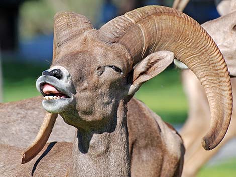 Desert bighorn sheep (Ovis canadensis)