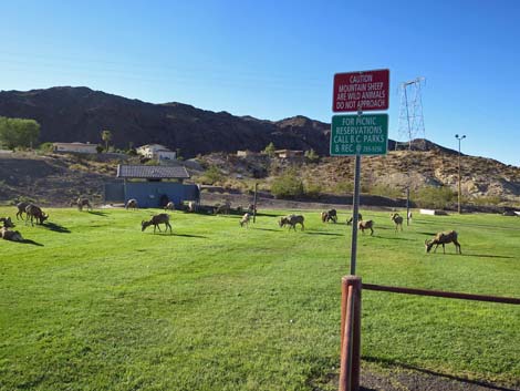 Desert Bighorn Sheep (Ovis canadensis)