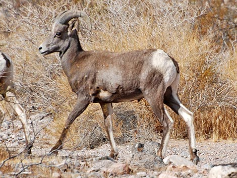 Desert Bighorn Sheep (Ovis canadensis)