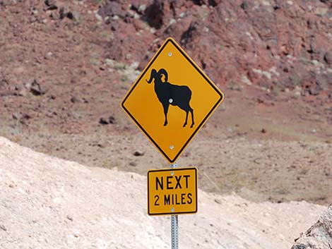 Desert Bighorn Sheep (Ovis canadensis)