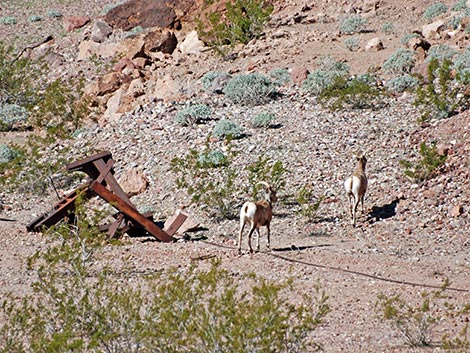 Desert Bighorn Sheep (Ovis canadensis)