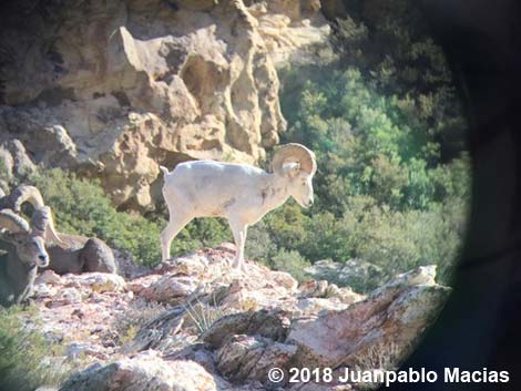 Desert Bighorn Sheep (Ovis canadensis)