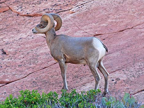 Desert Bighorn Sheep (Ovis canadensis)