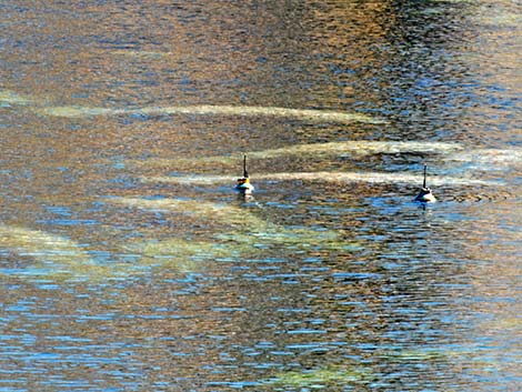 West Indian manatee (Trichechus manatus)