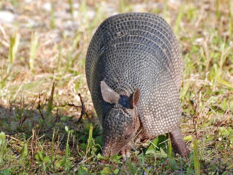 Nine-banded Armadillo (Dasypus novemcinctus)