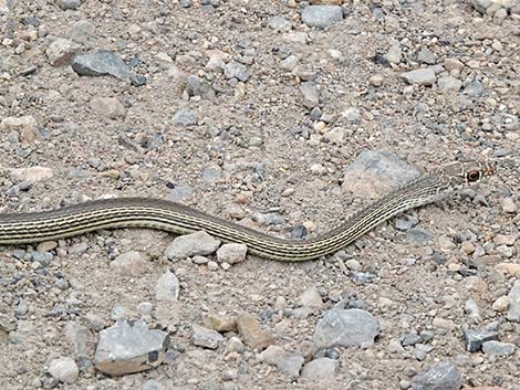 Striped Whipsnake (Masticophis taeniatus)