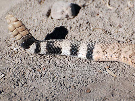 Western Diamond-backed Rattlesnake (Crotalus atrox)