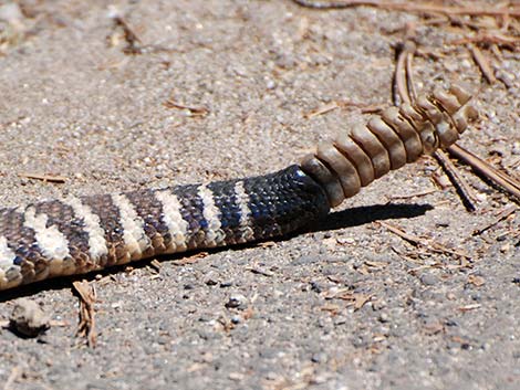 Northern Pacific Rattlesnake (Crotalus oreganus oreganus)