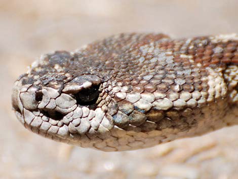 Northern Pacific Rattlesnake (Crotalus oreganus oreganus)