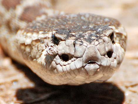 Northern Pacific Rattlesnake (Crotalus oreganus oreganus)