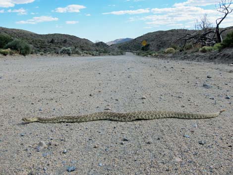 Mojave Rattlesnake (Crotalus scutulatus)