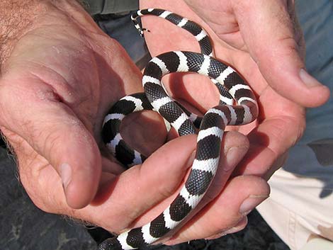 California Kingsnake (Lampropeltis californiae)