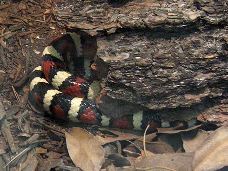 Sonoran Mountain Kingsnake (Lampropeltis pyromelana)