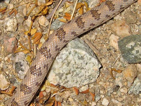 Spotted Leaf-Nosed Snake (Phyllorhynchus decurtatus)