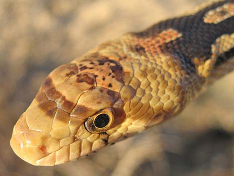 Gopher Snake (Pituophis catenifer)