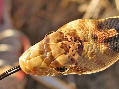 Gopher Snake (Pituophis catenifer)