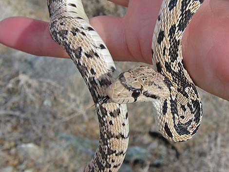 Gopher Snake (Pituophis catenifer)