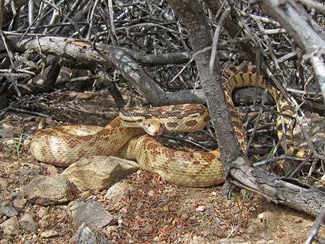 Gopher Snake (Pituophis catenifer)