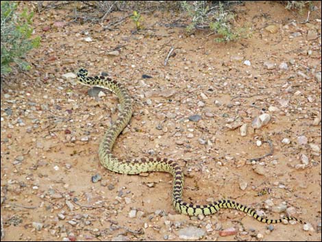 Gopher Snake (Pituophis catenifer)