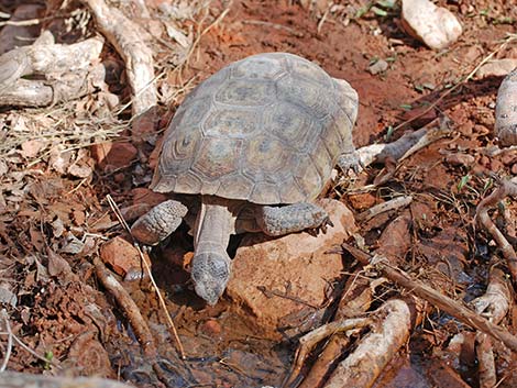 Desert Tortoise (Gopherus agassizii)